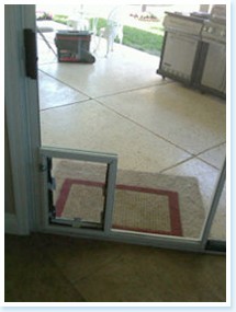 in glass dog door