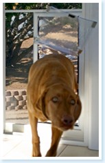 screen pet door